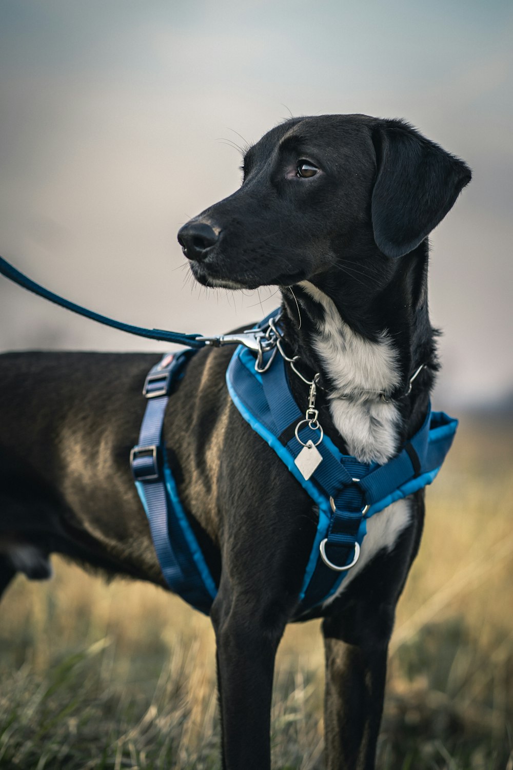 black short coat medium sized dog with blue and white scarf