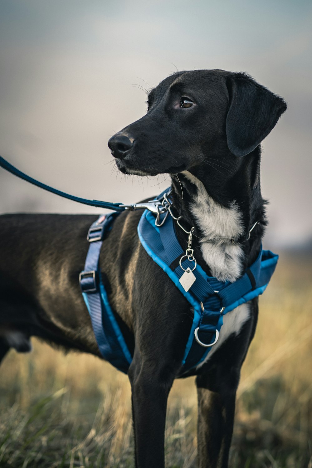 Perro de tamaño mediano de pelaje corto negro con bufanda azul y blanca