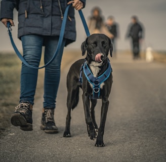 black short coated dog with blue collar