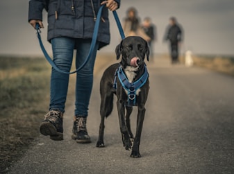 black short coated dog with blue collar