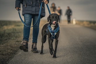hiking with your dog in california