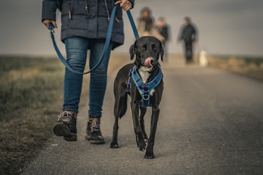 black short coated dog with blue collar