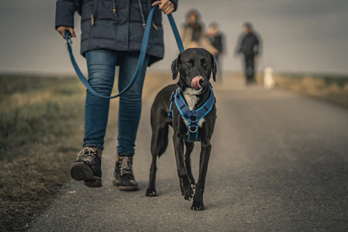 black short coated dog with blue collar