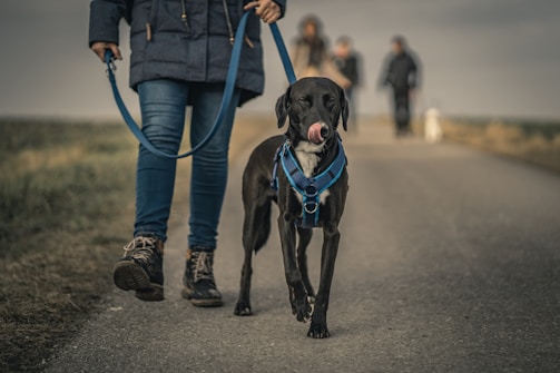 hiking with your dog in california
