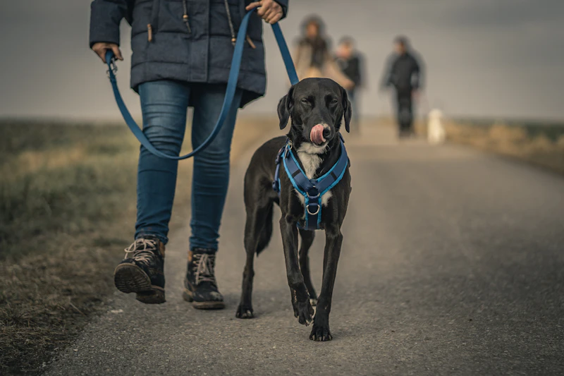 Pet supplies and accessories