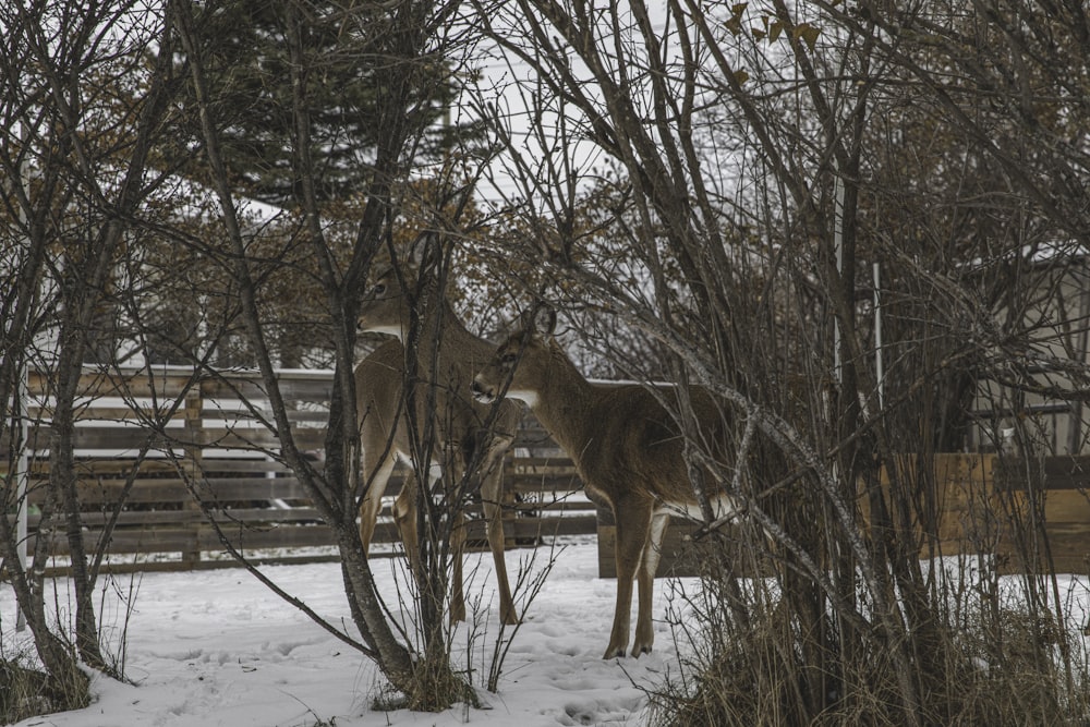 brown deer standing on snow covered ground near bare trees during daytime