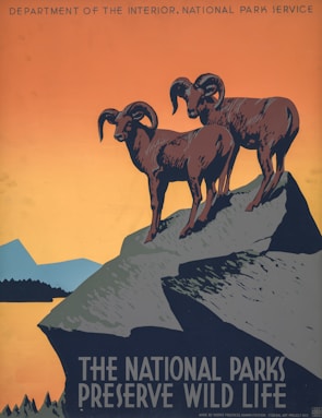 Illustration of two bighorn sheep standing on a rocky cliff overlooking a vast landscape.