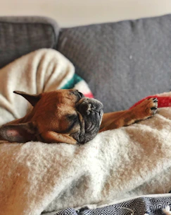 A cozy dog bed with a sleeping French bulldog nestled inside, surrounded by soft blankets.