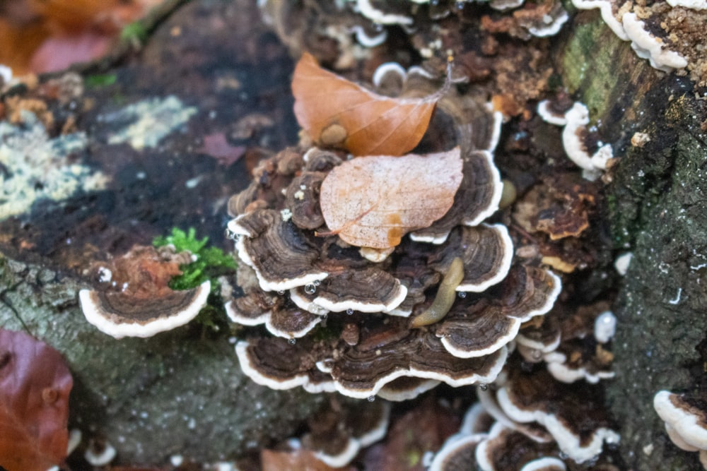 fungo marrone e bianco su superficie bianca e nera