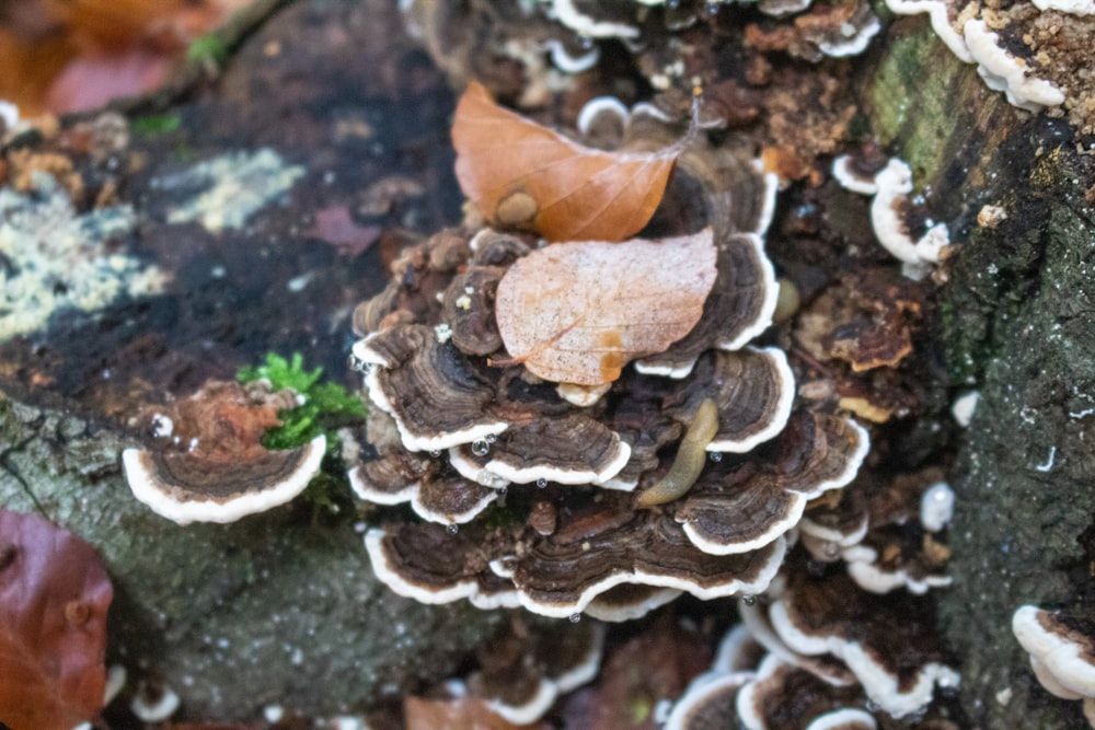 brown and white mushroom on black and white surface