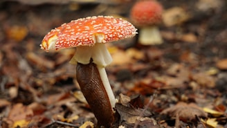 red and white mushroom in tilt shift lens