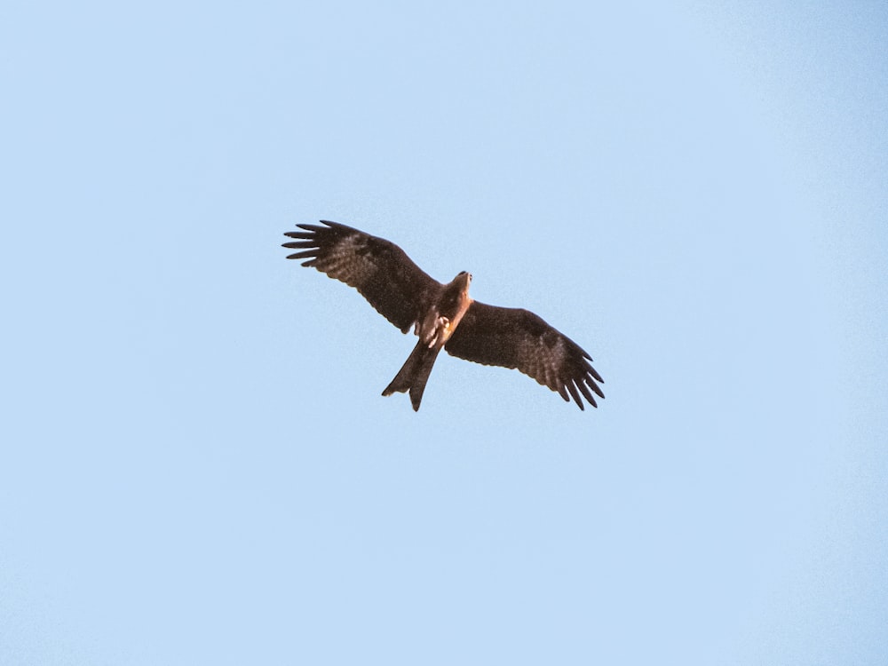 a large bird flying through a blue sky