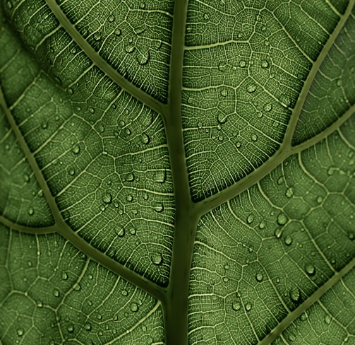 a close up of a green leaf with drops of water on it