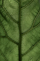 a close up of a green leaf with drops of water on it