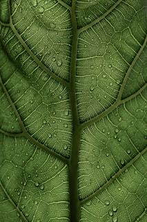 a close up of a green leaf with drops of water on it