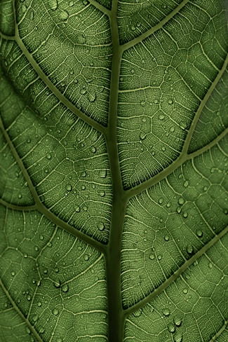 a close up of a green leaf with drops of water on it