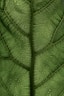 a close up of a green leaf with drops of water on it