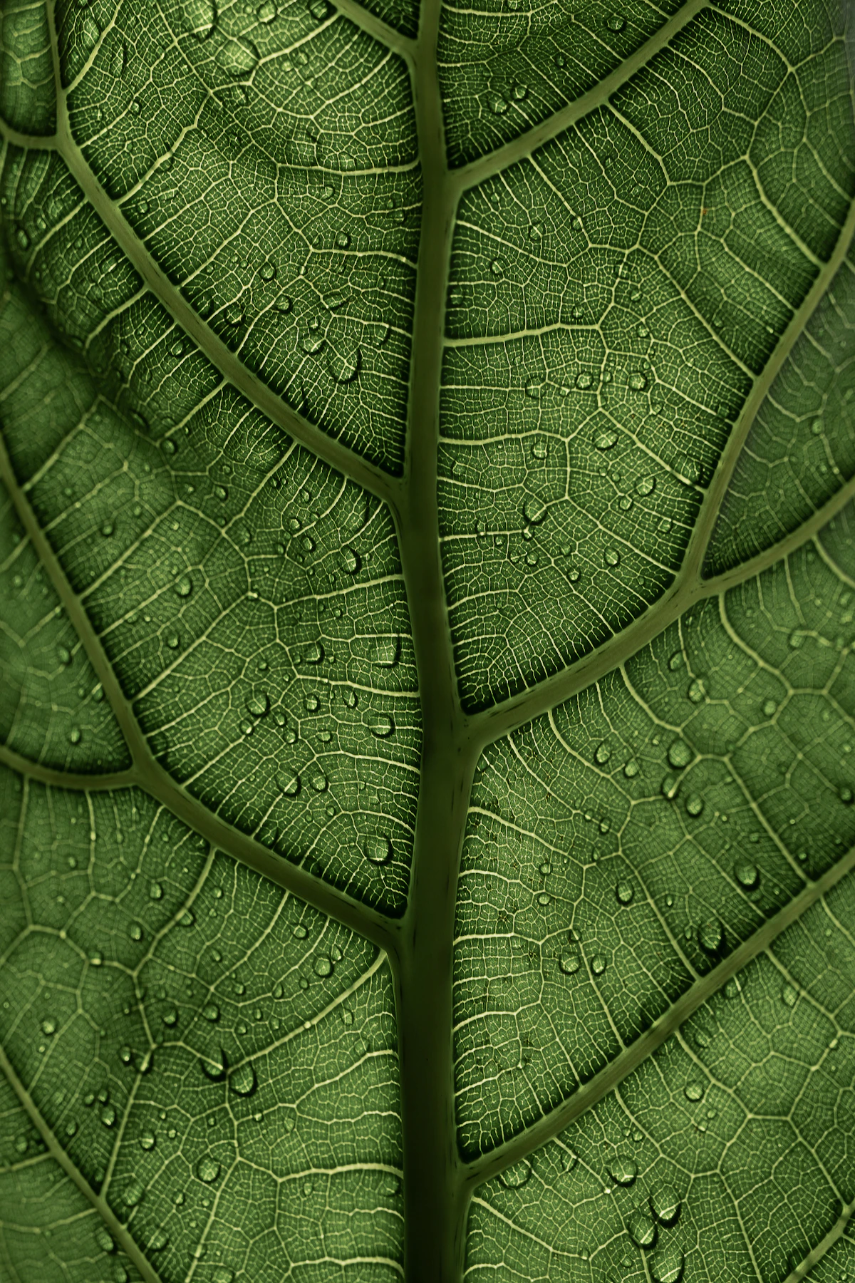 A glossy fiddle-leaf fig leaf with water droplets on the surface — a sign of recent watering, not a regular intervention the species needs
