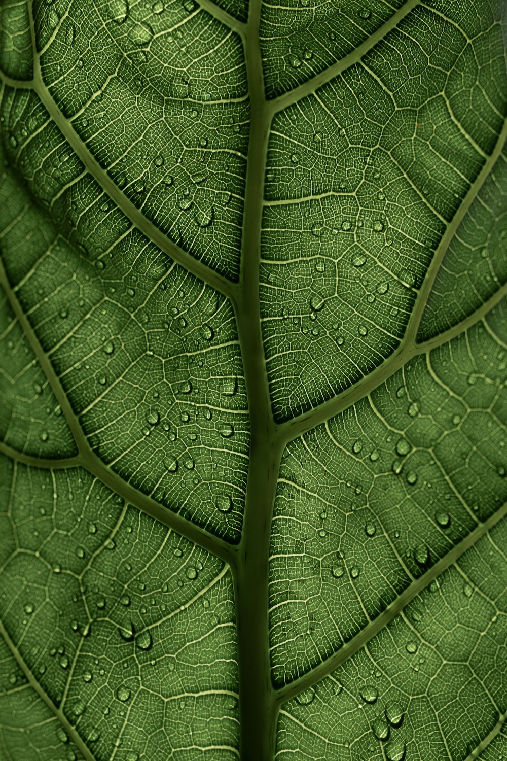 un primo piano di una foglia verde con gocce d'acqua su di essa