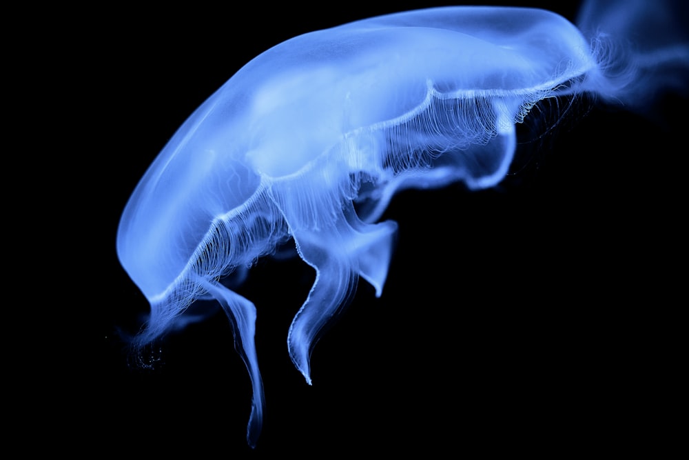 a close up of a blue jelly on a black background