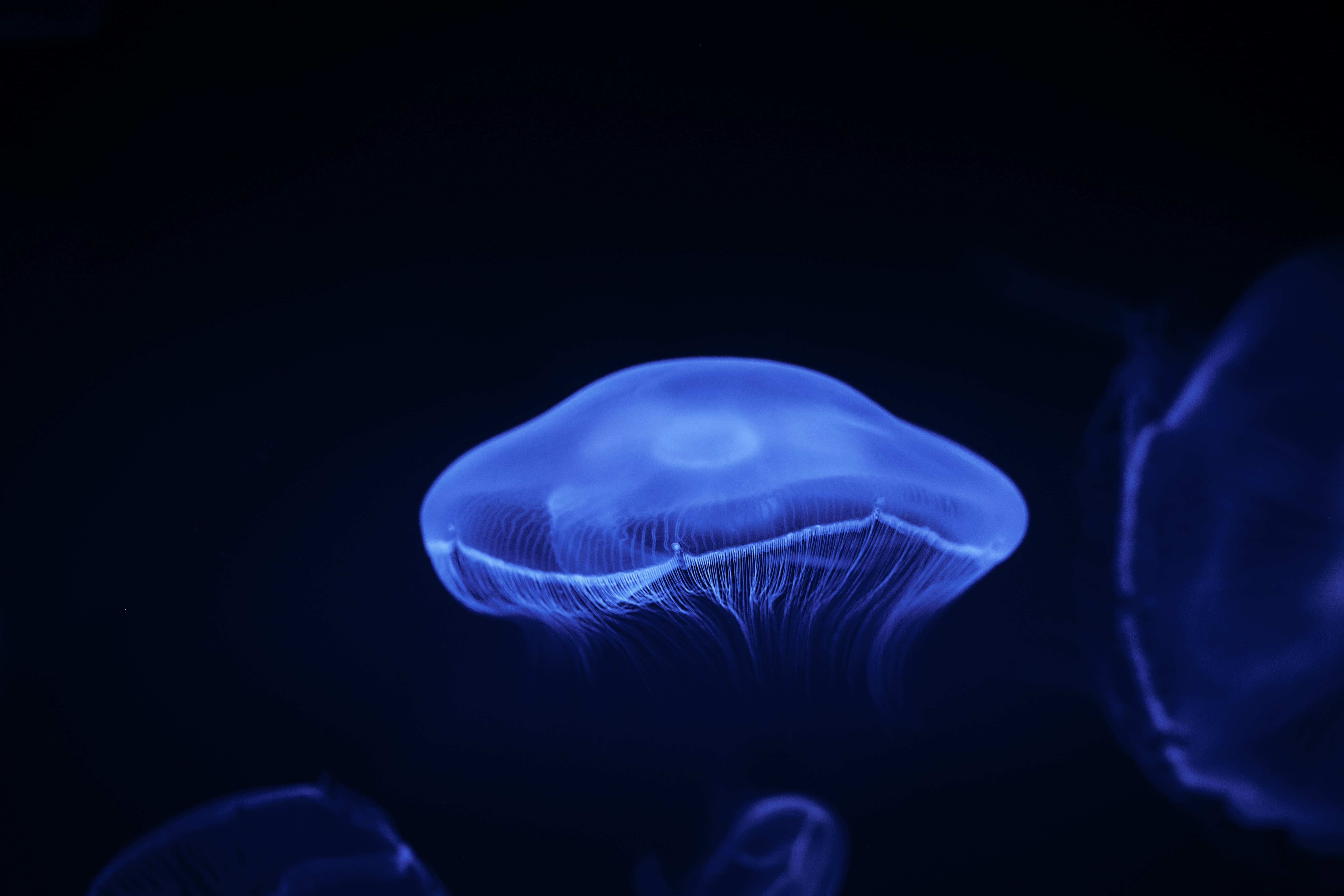 Photo by bruno_kelzer