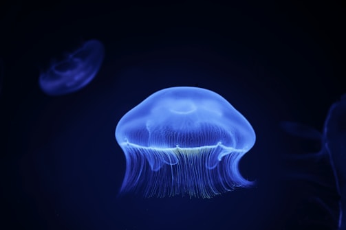 A luminous jellyfish floats gracefully in a dark, underwater environment. The translucent body glows with a captivating blue light, while delicate, trailing tentacles create an ethereal effect.