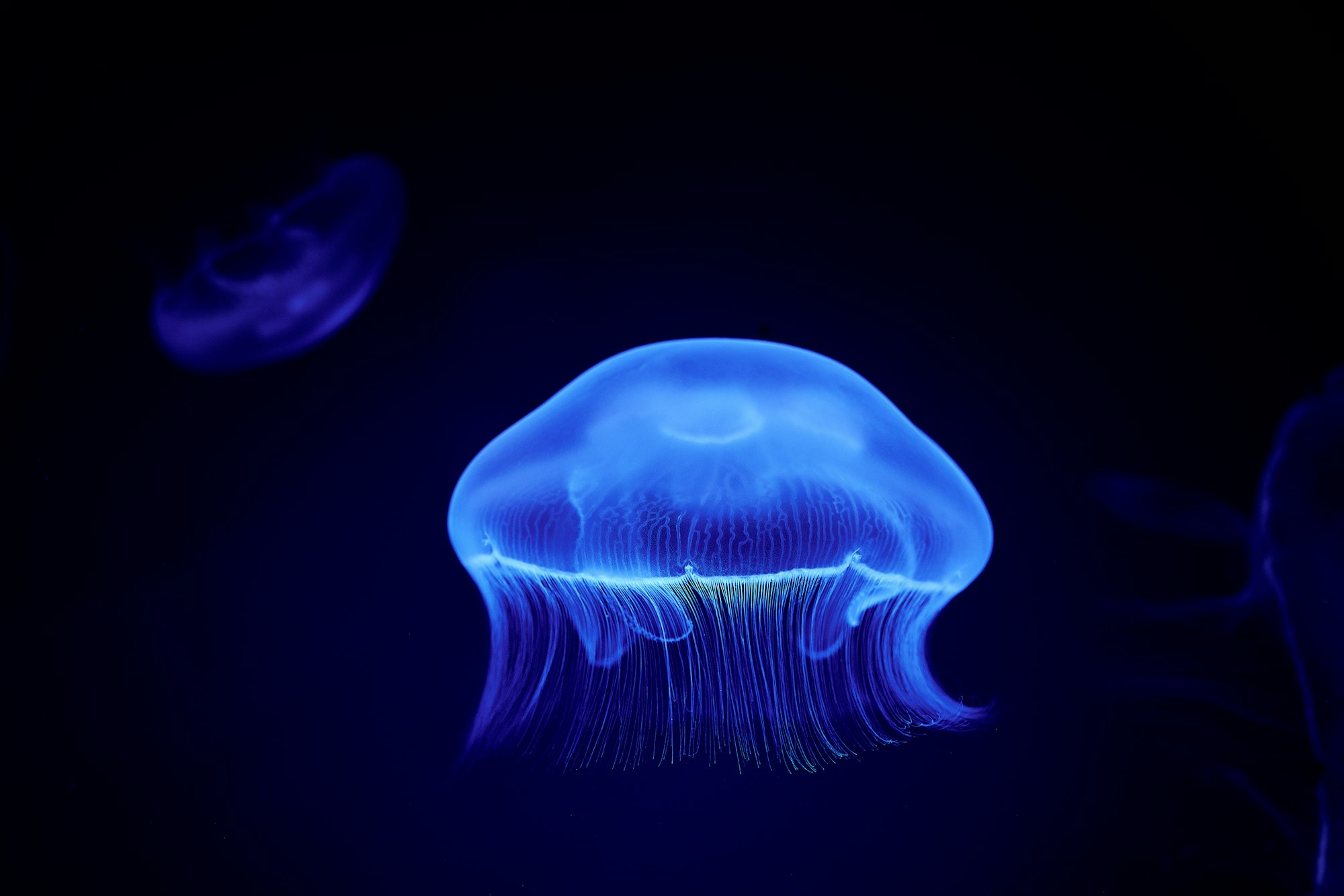 a blue jellyfish floating in the dark water