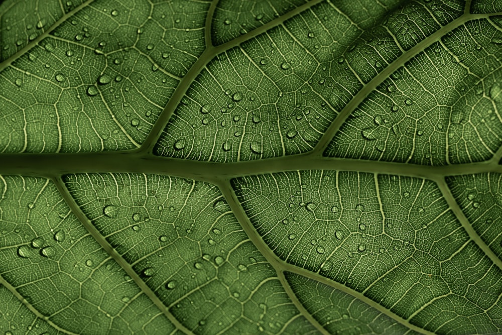 a close up of a green leaf with drops of water on it