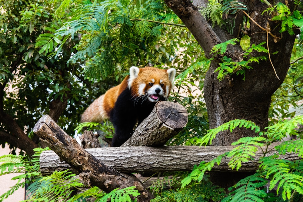 red panda on tree branch during daytime