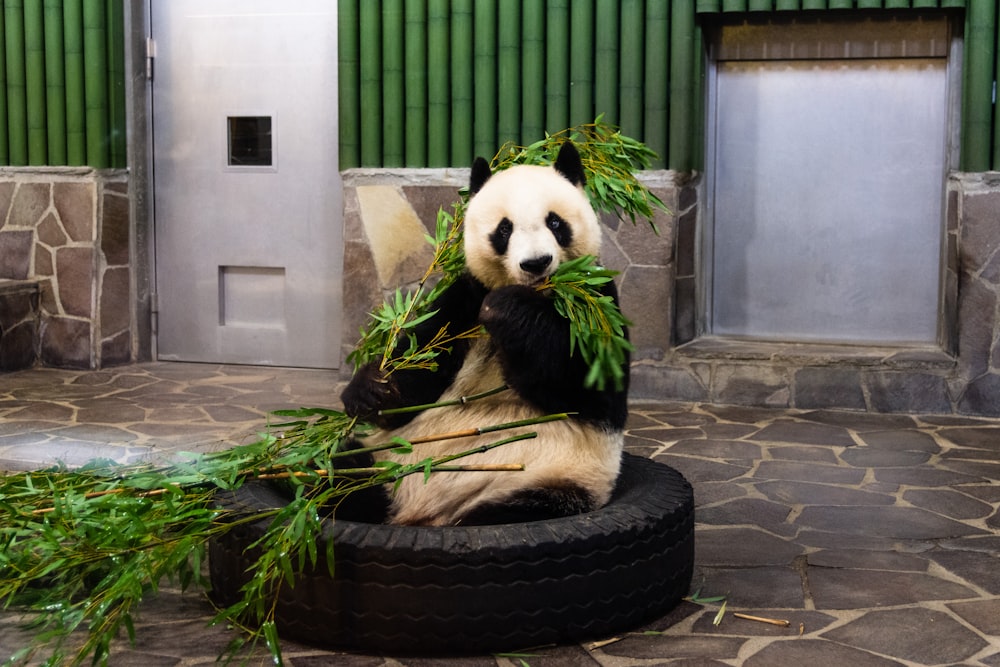 Orso panda su pneumatico rotondo nero