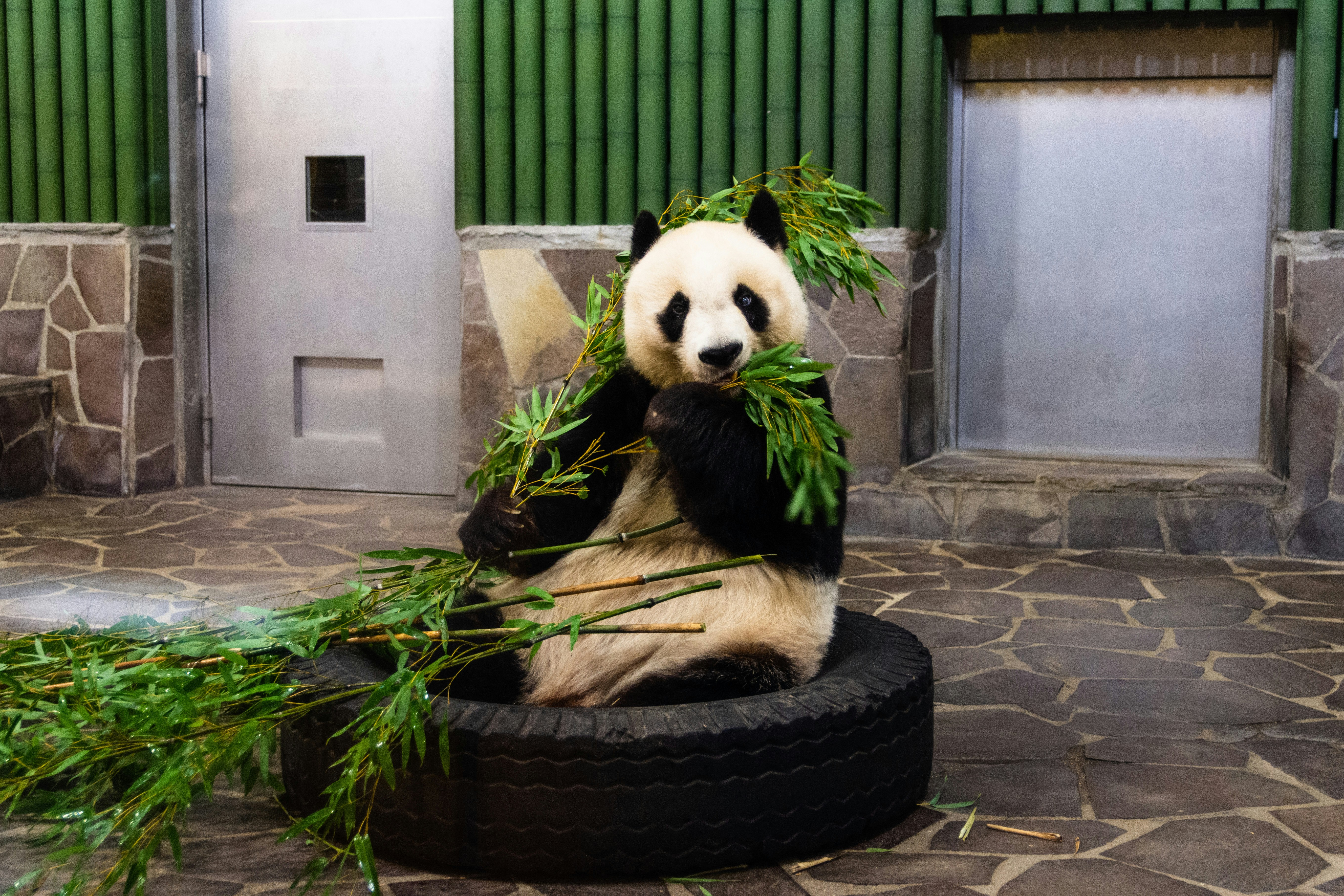 A panda at Kobe Ōji Zoo.