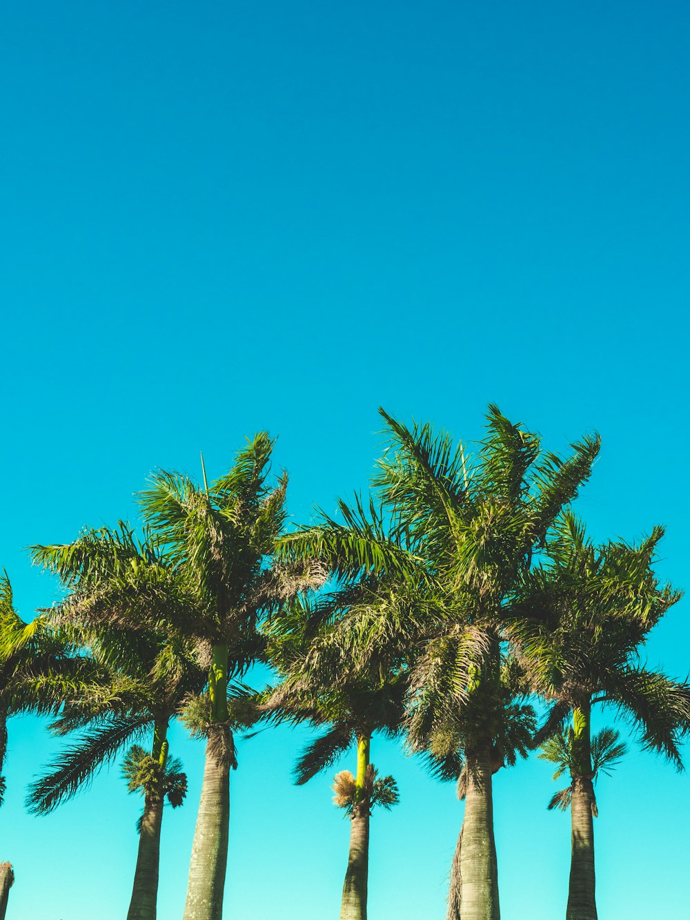 green palm tree under blue sky during daytime