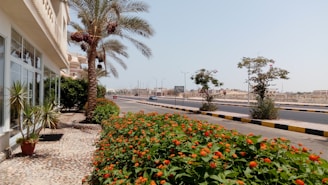 red flowers on brown soil