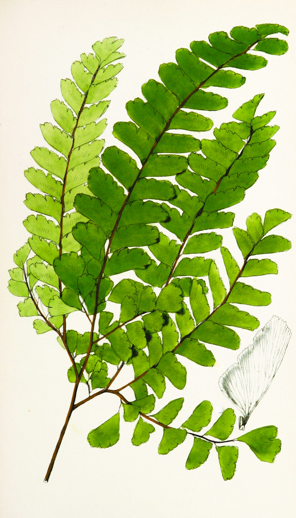 葉を持つ緑の植物の絵