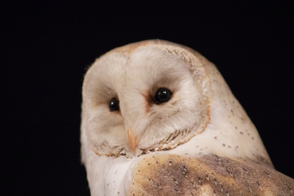 a barn owl with a black background