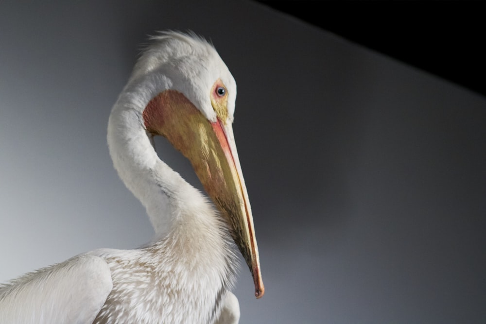 a large white bird with a long beak