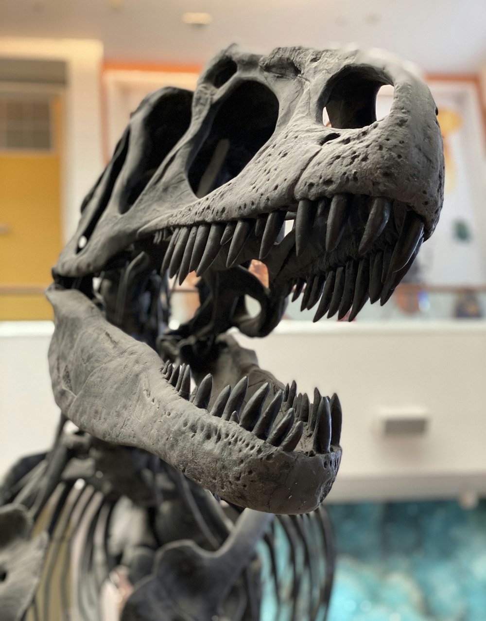 박물관에 있는 공룡 골격의 클로즈업