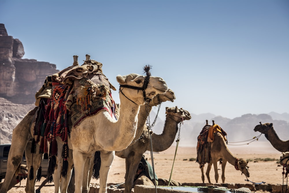 a group of camels are standing in the desert