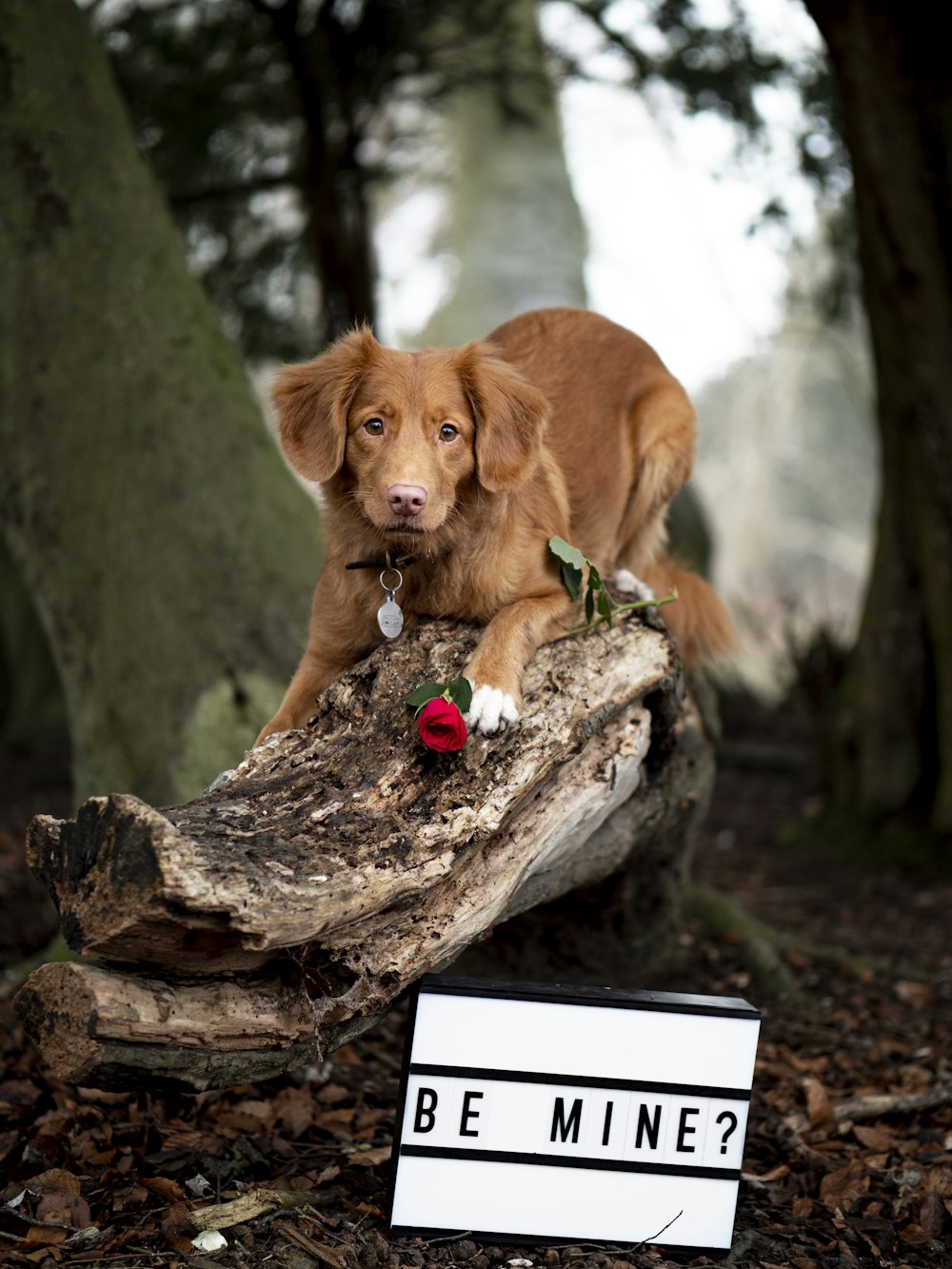 a brown dog sitting on top of a tree stump