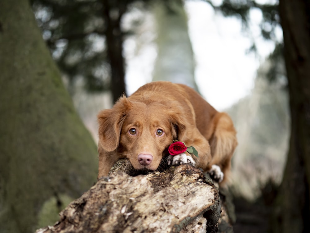 a brown dog sitting on top of a tree trunk