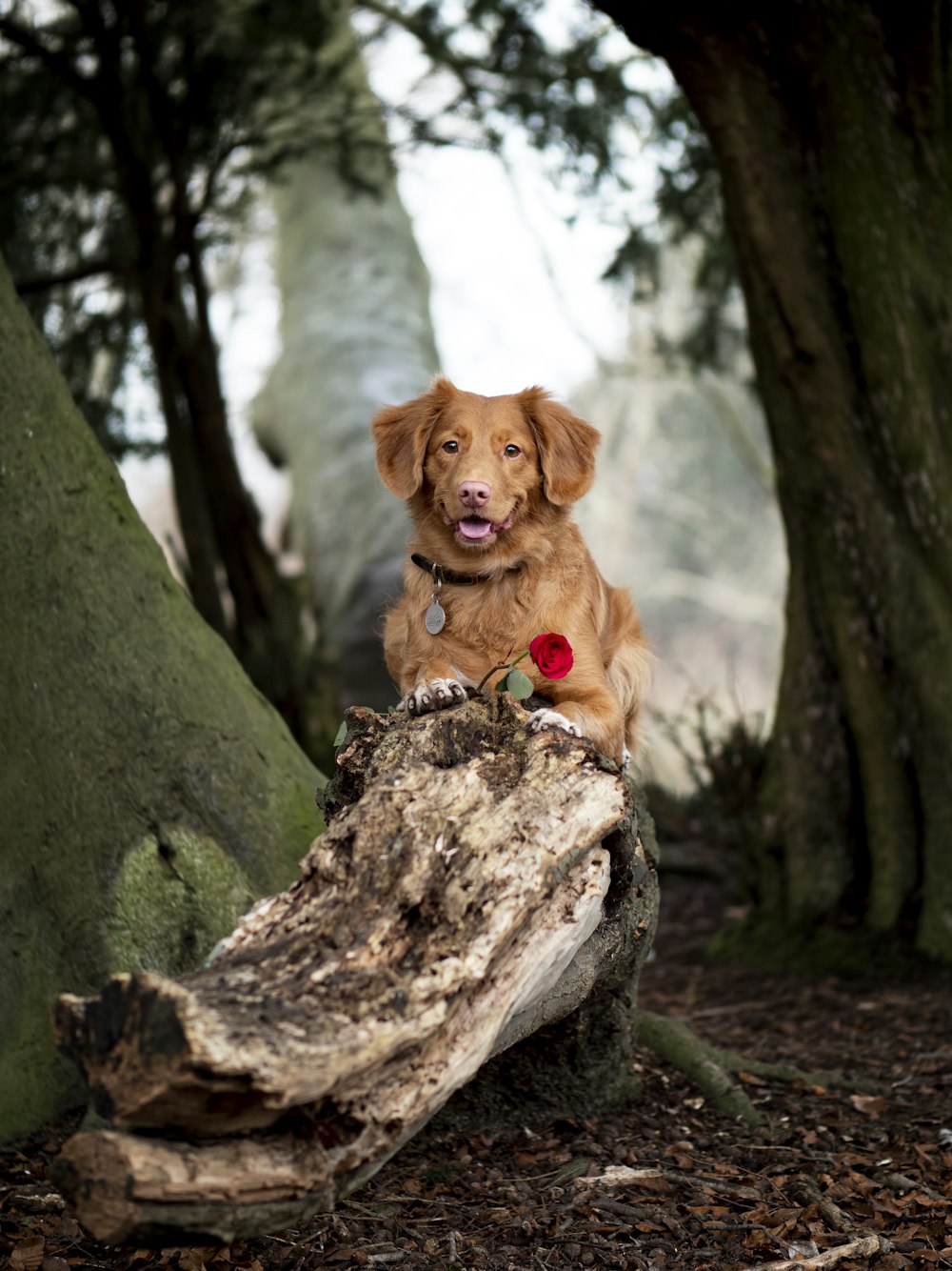 a brown dog sitting on top of a tree stump