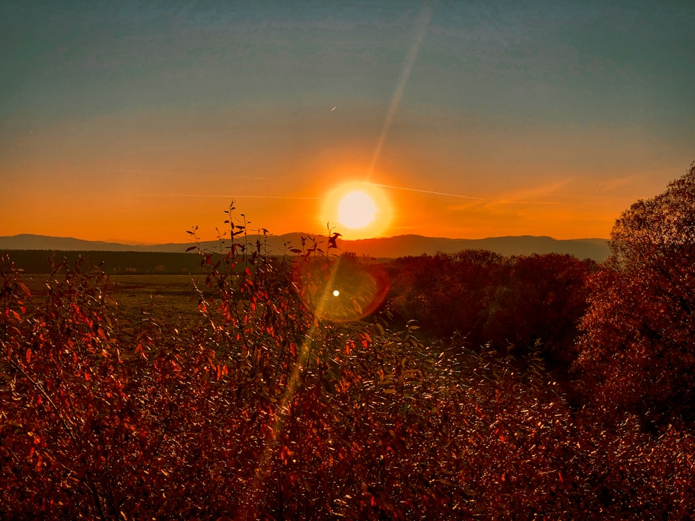 green grass field during sunset