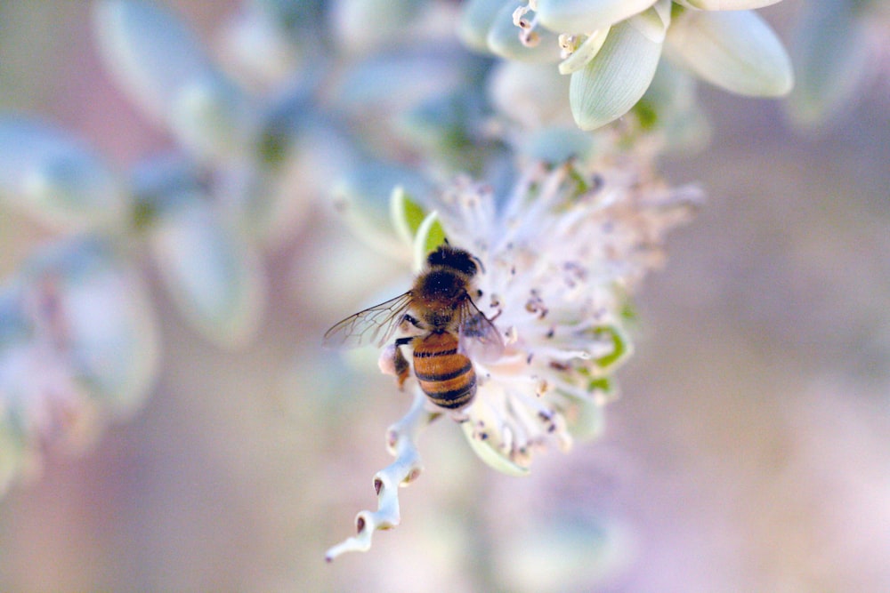 black and yellow bee on white flower