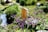 A serene garden scene featuring lush greenery and vibrant purple berries on a branch. In the foreground, a wooden sign with text provides information about the plant. The background includes a small pond surrounded by stones and various plants.