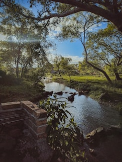 a river running through a lush green forest