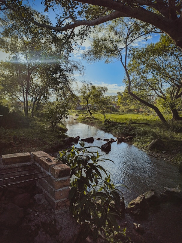 a river running through a lush green forest
