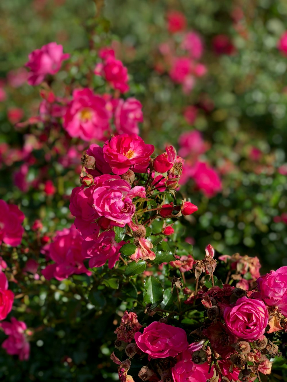 a bunch of pink flowers in a field