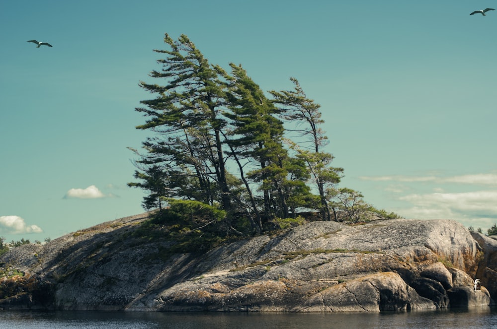 a small island with trees on top of it