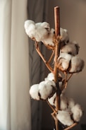 a close up of a plant with cotton on it