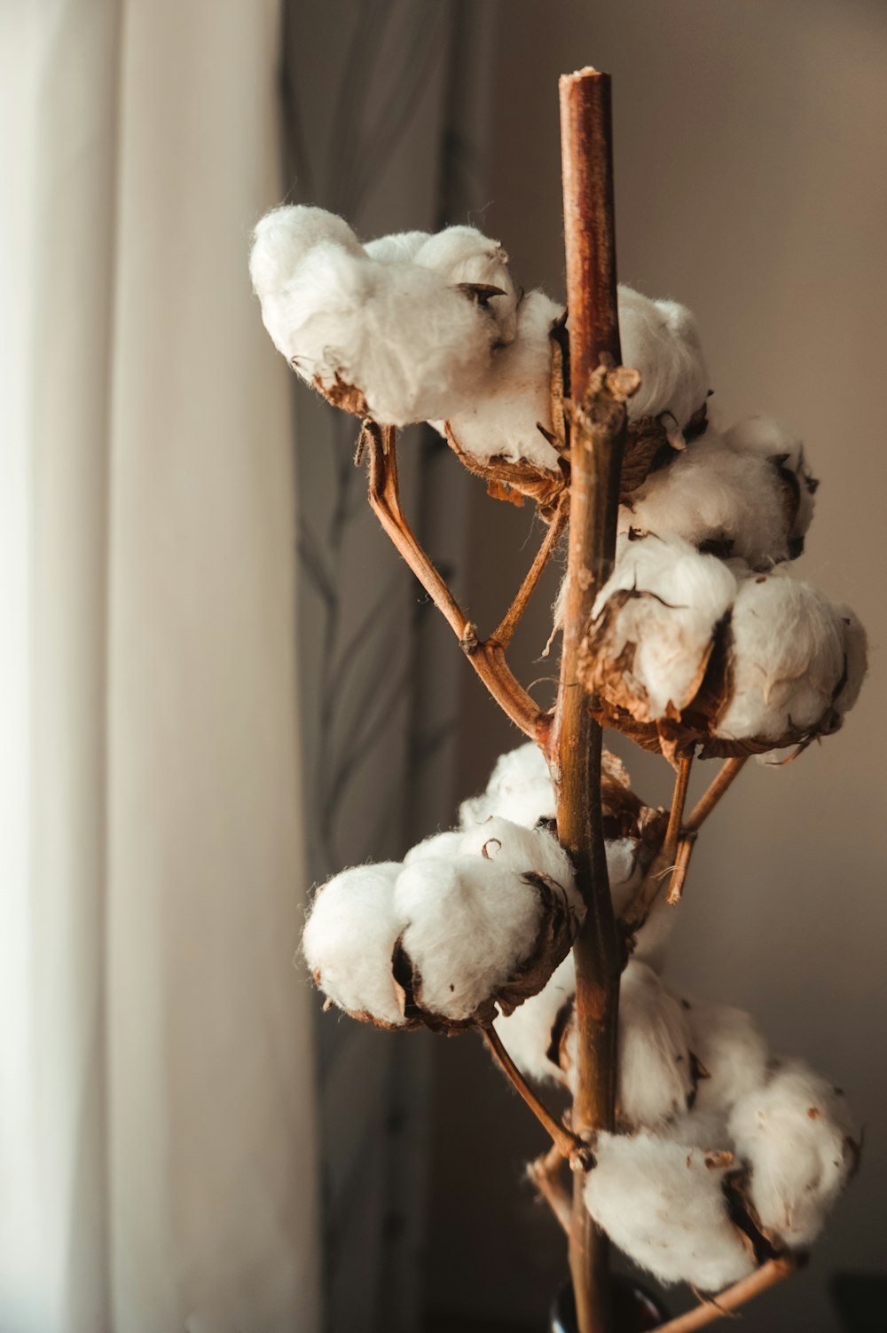 綿が描かれた植物のクローズアップ